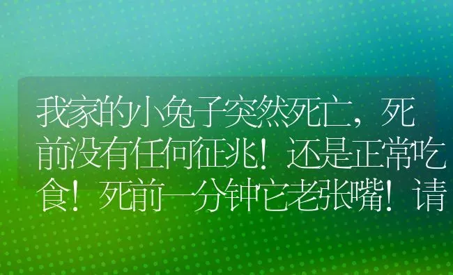 我家的小兔子突然死亡，死前没有任何征兆！还是正常吃食！死前一分钟它老张嘴！请问是什么原因？谢~？ | 动物养殖问答