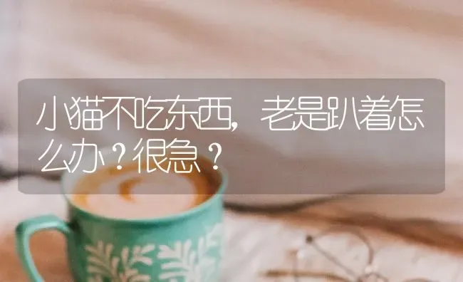 小猫不吃东西，老是趴着怎么办？很急？ | 动物养殖问答