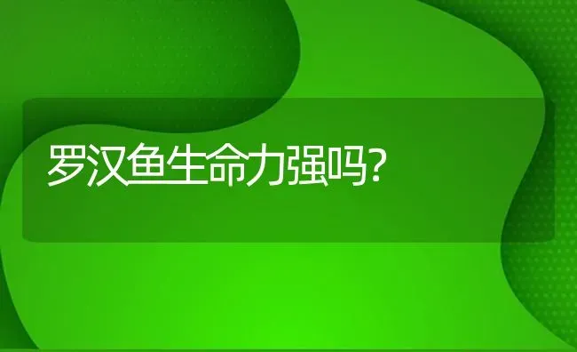 罗汉鱼生命力强吗？ | 鱼类宠物饲养