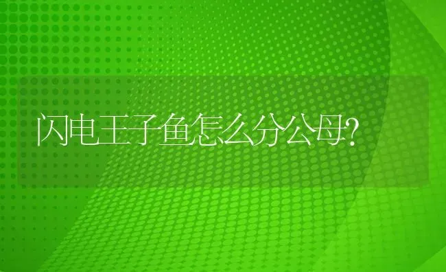 闪电王子鱼怎么分公母？ | 鱼类宠物饲养