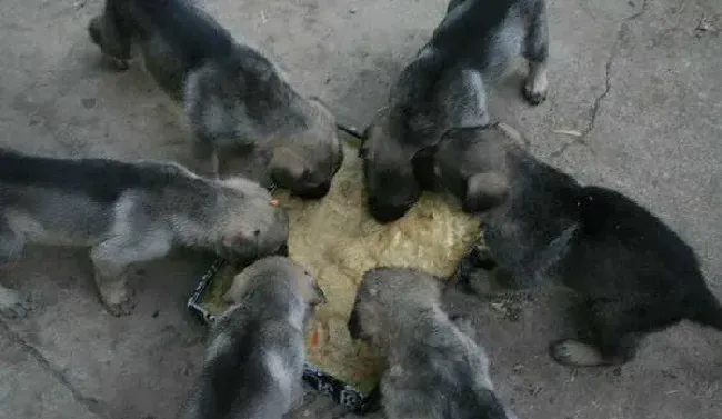 肉狗饲料的配方