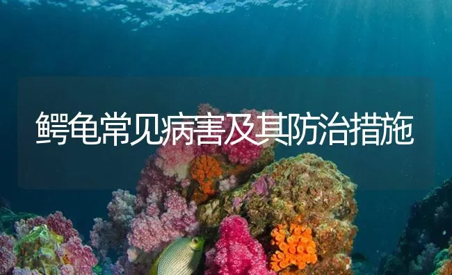 鳄龟常见病害及其防治措施 | 海水养殖技术