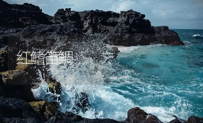 红鳍笛鲷 | 海水养殖技术