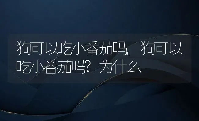 狗可以吃小番茄吗,狗可以吃小番茄吗?为什么 | 宠物百科知识