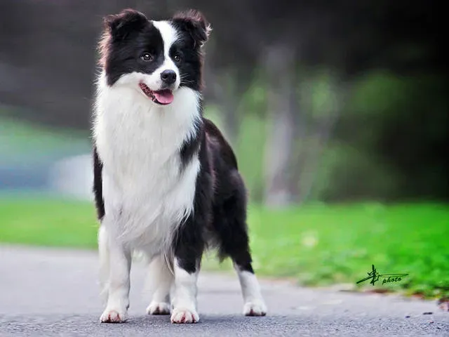 养边牧的禁忌,养边境牧羊犬有什么需要注意的？