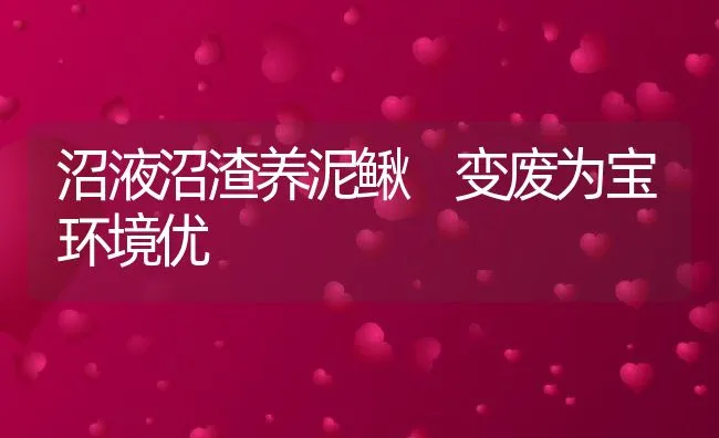 沼液沼渣养泥鳅 变废为宝环境优 | 动物养殖饲料