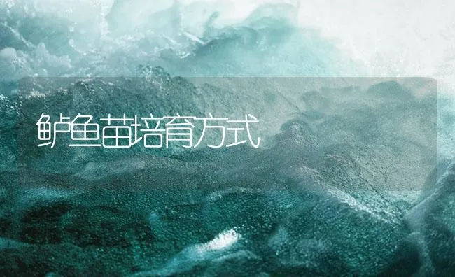 鲈鱼苗培育方式 | 海水养殖技术