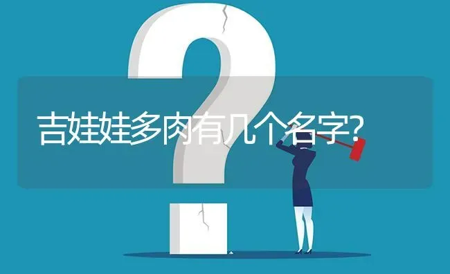 吉娃娃多肉有几个名字？ | 动物养殖问答