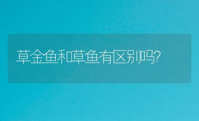 草金鱼和草鱼有区别吗？ | 鱼类宠物饲养