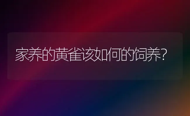 家养的黄雀该如何的饲养？ | 动物养殖问答