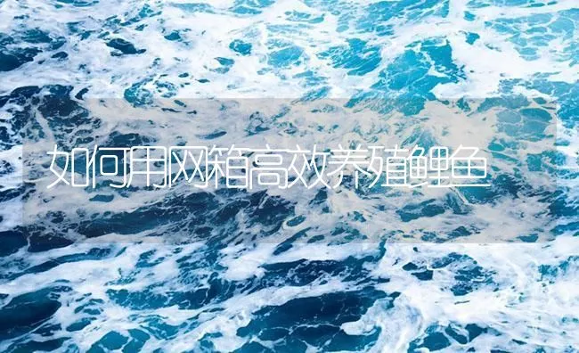 如何用网箱高效养殖鲤鱼 | 海水养殖技术