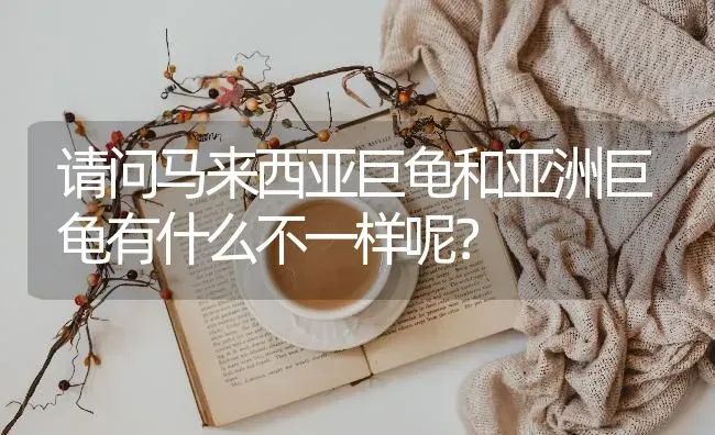 狗怀孕了好几周了大概什么时候生小狗？ | 动物养殖问答