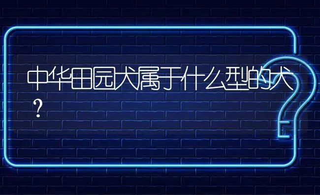 中华田园犬属于什么型的犬？ | 动物养殖问答