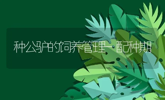 种獭兔经常发脚皮炎 咋办？ | 动物养殖学堂