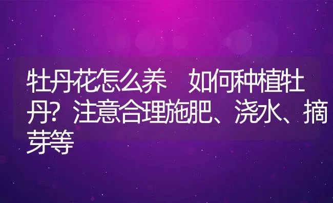 牡丹花怎么养 如何种植牡丹?注意合理施肥、浇水、摘芽等 | 动物养殖教程