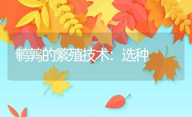 鹌鹑的繁殖技术：选种 | 水产养殖知识