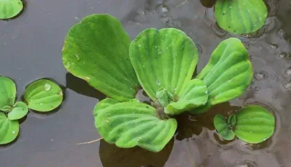 养什么水草能代替氧气泵