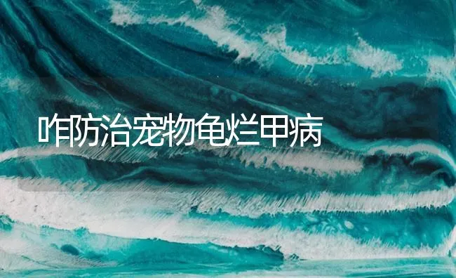 咋防治宠物龟烂甲病 | 海水养殖技术