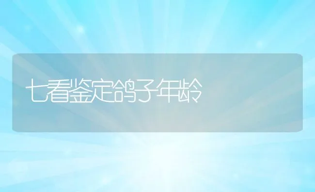 七看鉴定鸽子年龄 | 动物养殖学堂