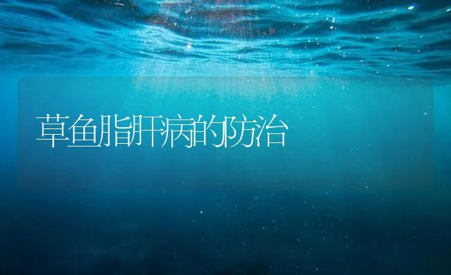 龙胆石斑鱼的生物学特性及养殖技术 | 海水养殖技术