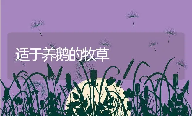 适于养鹅的牧草 | 动物养殖饲料