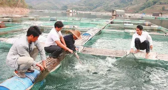 盛夏养鱼四点注意