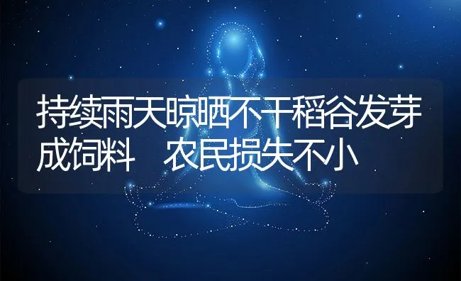 持续雨天晾晒不干稻谷发芽成饲料 农民损失不小 | 动物养殖饲料