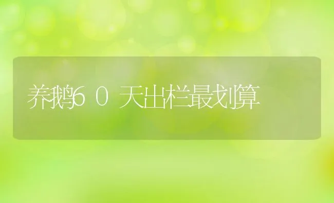 养鹅60天出栏最划算 | 动物养殖饲料