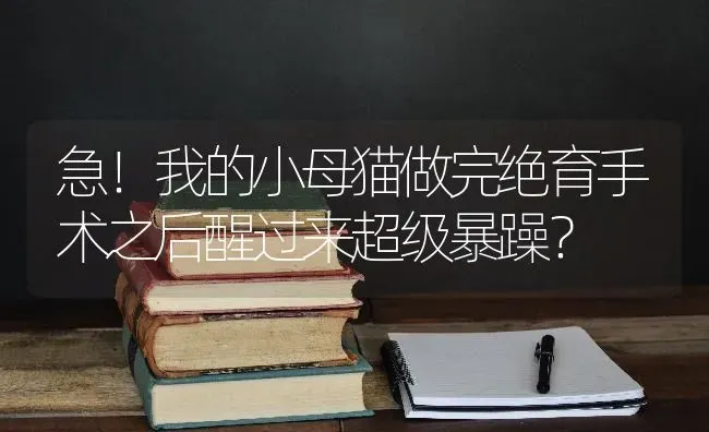 急！我的小母猫做完绝育手术之后醒过来超级暴躁？ | 动物养殖问答