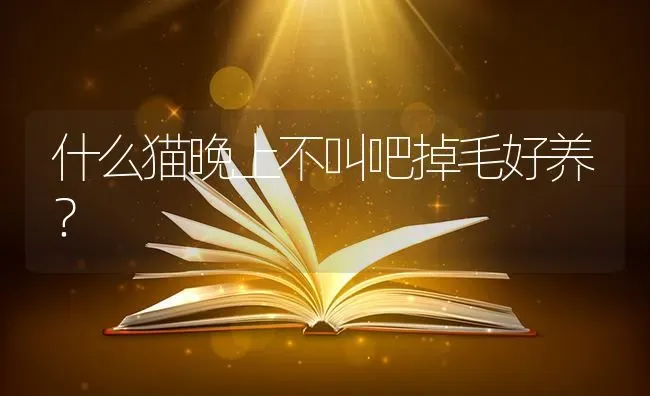 什么猫晚上不叫吧掉毛好养？ | 动物养殖问答