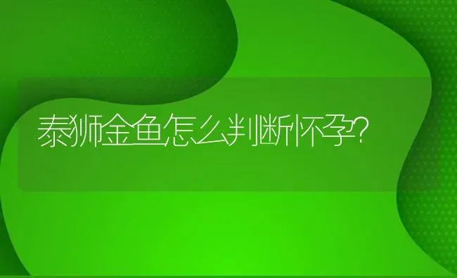 泰狮金鱼怎么判断怀孕？ | 鱼类宠物饲养