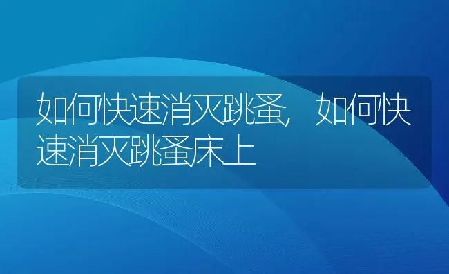 如何快速消灭跳蚤,如何快速消灭跳蚤床上 | 宠物百科知识