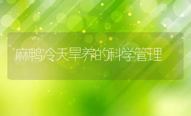 麻鸭冷天旱养的科学管理 | 动物养殖饲料