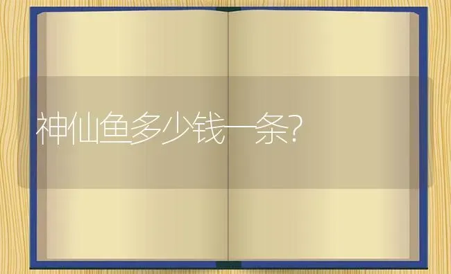 神仙鱼多少钱一条？ | 鱼类宠物饲养