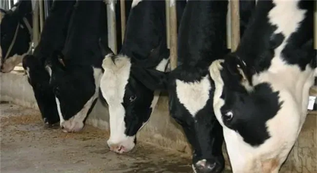 肉牛养殖：夏季肉牛养殖基地蚊蝇防治