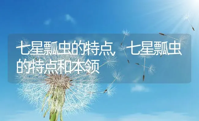 七星瓢虫的特点,七星瓢虫的特点和本领 | 宠物百科知识