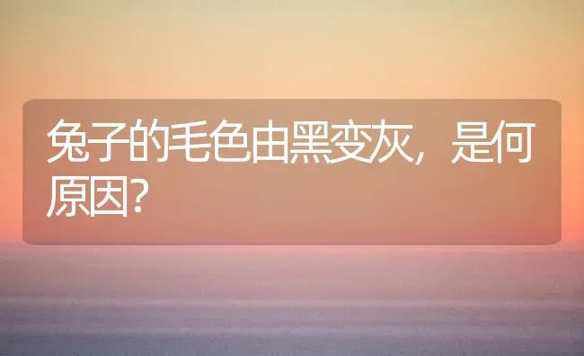 兔子的毛色由黑变灰，是何原因？ | 动物养殖问答