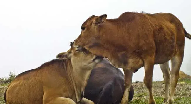 肉牛养殖：夏季肉牛养殖基地蚊蝇防治