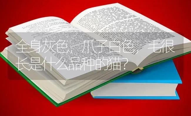 全身灰色，爪子白色，毛很长是什么品种的猫？ | 动物养殖问答