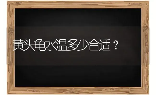 三年的暹罗猫为什么不喜欢玩耍了呢？ | 动物养殖问答