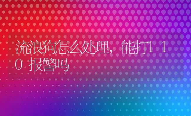 流浪狗怎么处理,能打110报警吗 | 宠物百科知识