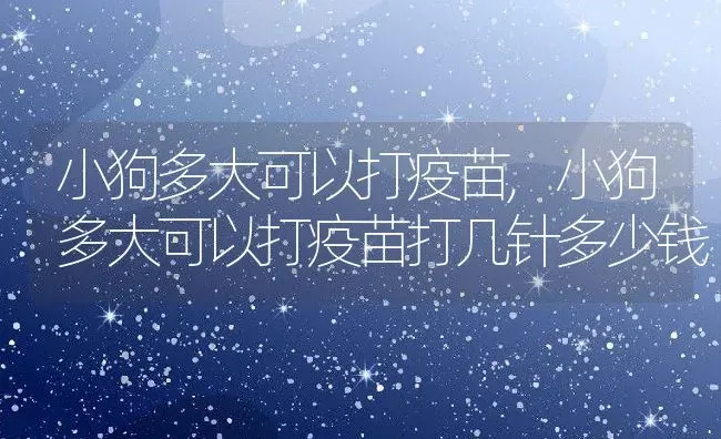 小狗多大可以打疫苗,小狗多大可以打疫苗打几针多少钱 | 宠物百科知识