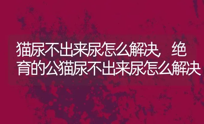 猫尿不出来尿怎么解决,绝育的公猫尿不出来尿怎么解决 | 宠物百科知识