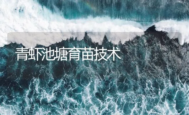 青虾池塘育苗技术 | 海水养殖技术