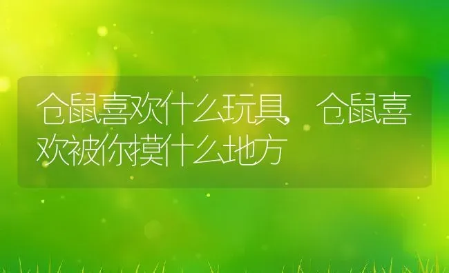 仓鼠喜欢什么玩具,仓鼠喜欢被你摸什么地方 | 宠物百科知识