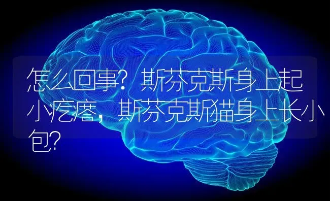 怎么回事?斯芬克斯身上起小疙瘩，斯芬克斯猫身上长小包？ | 动物养殖问答