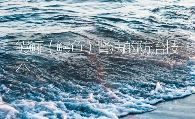 鳗鲡（鳗鱼）肾病的防治技术 | 海水养殖技术