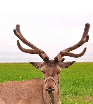 鹿的配种方法