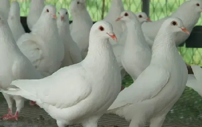 肉鸽的生殖器官有哪些