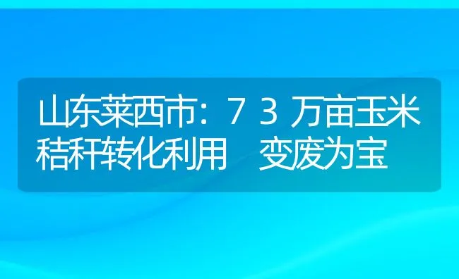 山东莱西市：73万亩玉米秸秆转化利用 变废为宝 | 动物养殖饲料